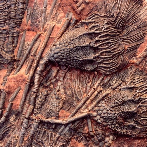 Found a FOSSIL in my yard! 325 million years old? Crinoid Stem Sea Lily Flower - Picture 4 of 5